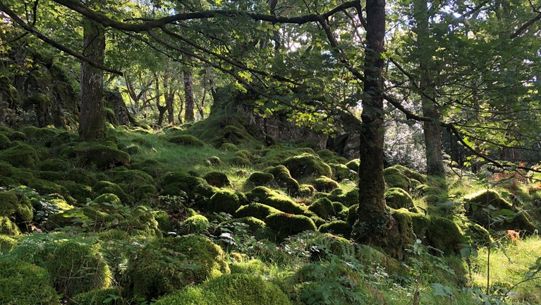Ashness wood in the summer with lush moss covering boulders on the ground and sun rays piercing through the trees